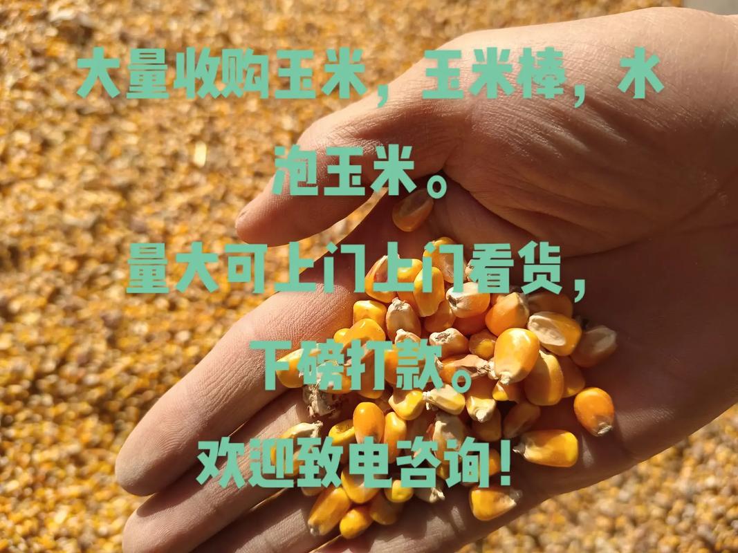 今日玉米价格多少元一斤