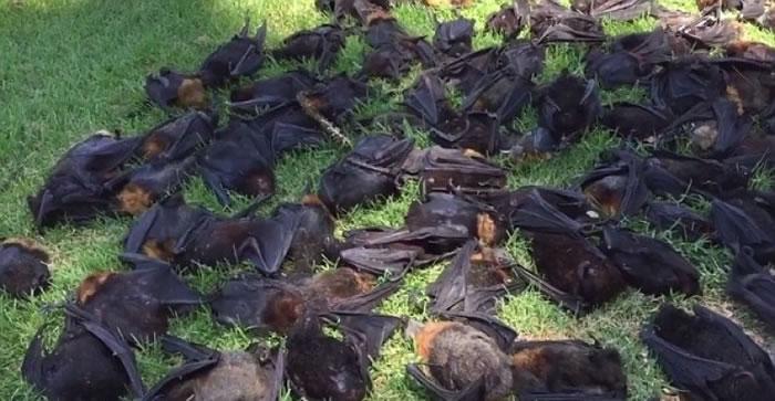 澳洲蝙蝠灾难