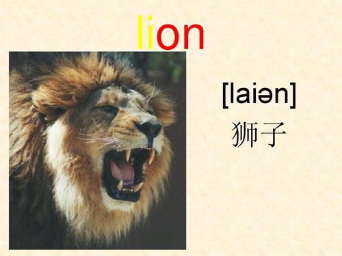 狮子用英语怎么读