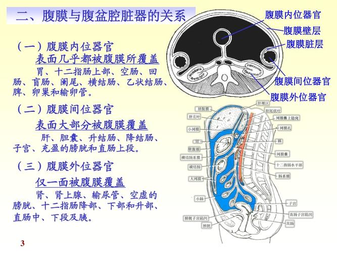 腹膜外位器官