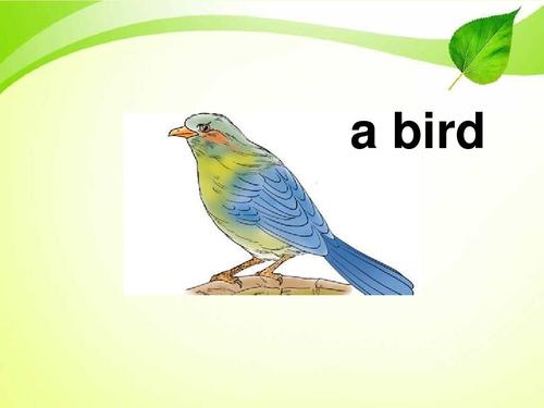 小鸟用英语怎么说的相关图片