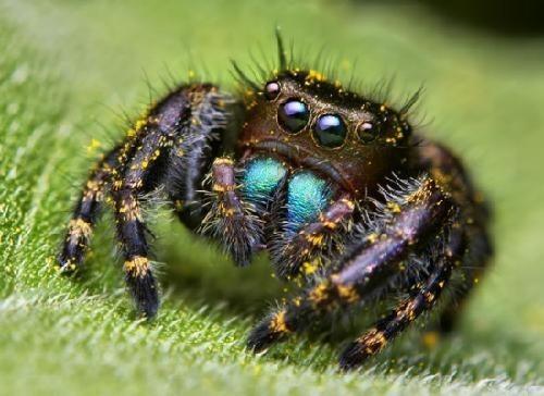 巴西漫游蜘蛛的相关图片