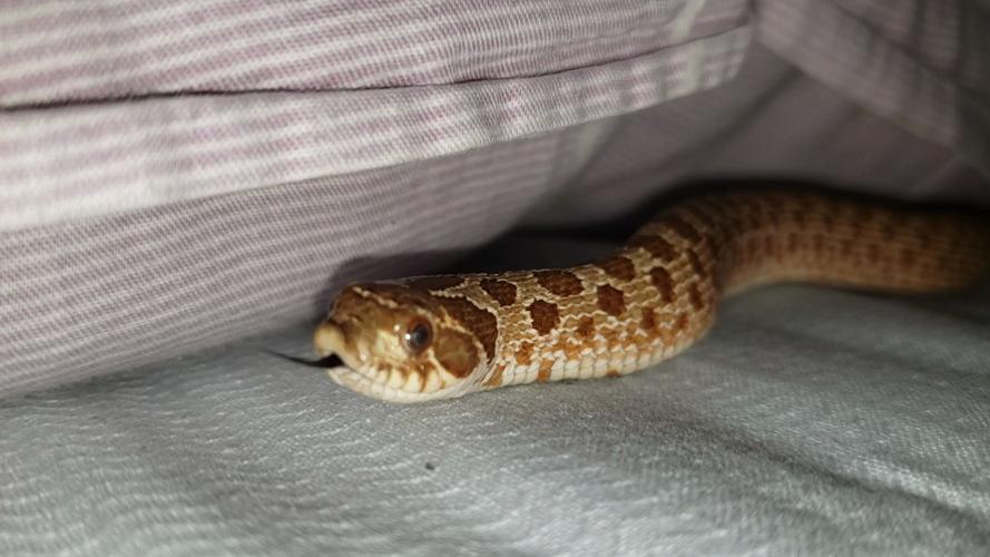 梦见床上有蛇的相关图片