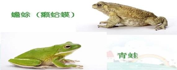 癞蛤蟆和青蛙的区别的相关图片