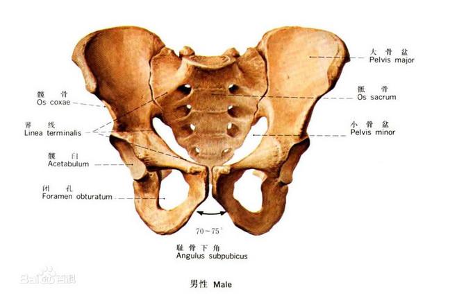 骨盆解剖图的相关图片