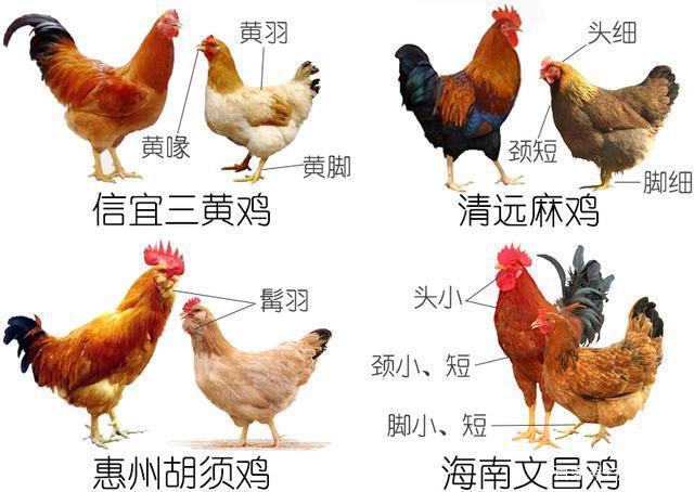 鸡的品种大全图片的相关图片